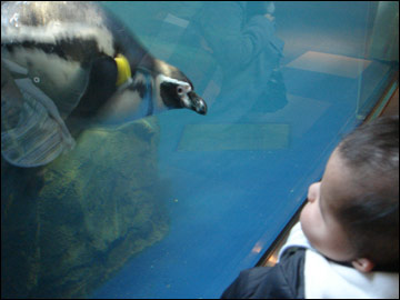 江の島水族館でペンギンと見つめあう？
